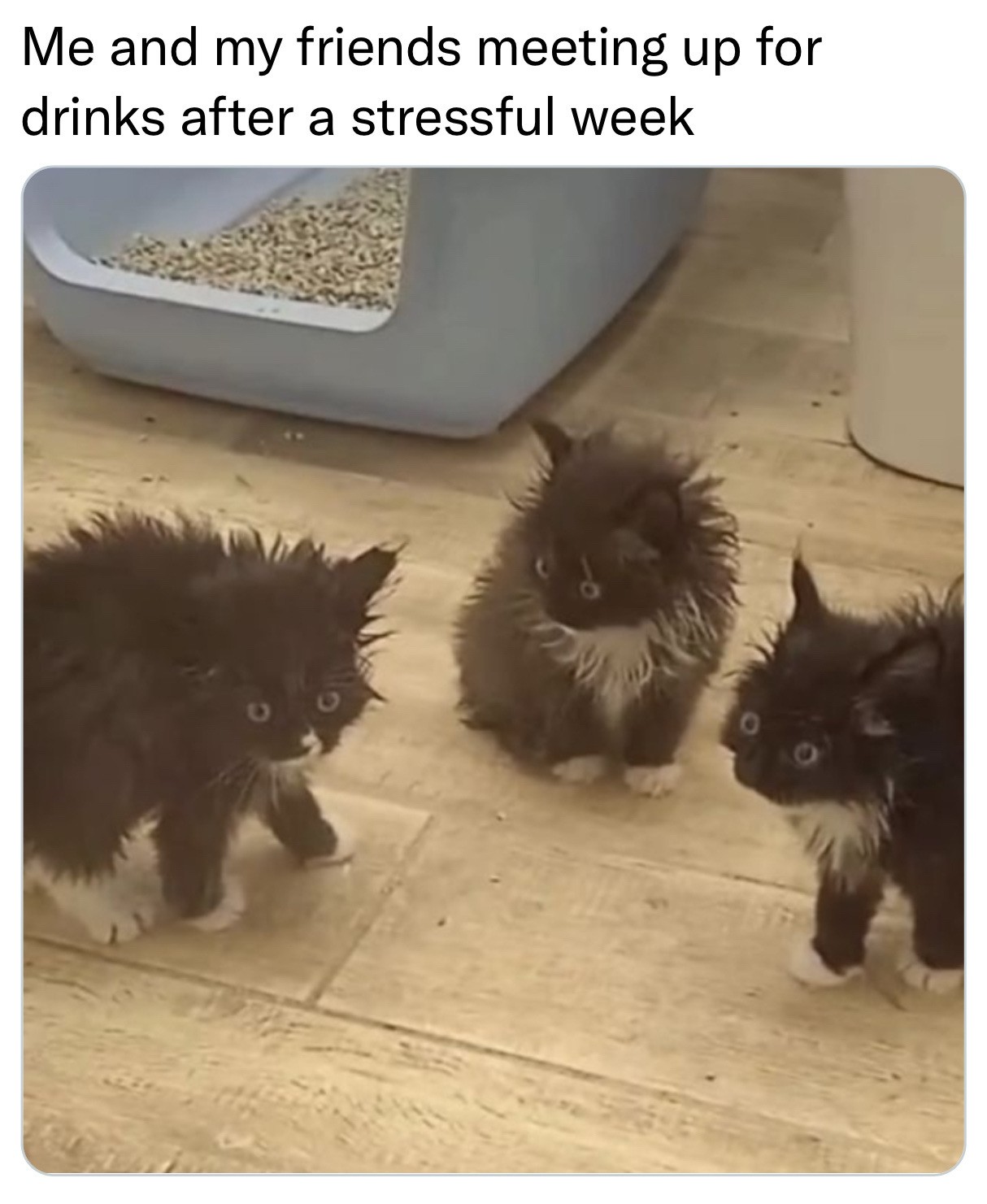 3 very frazzled-looking kittens.